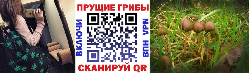 Псилоцибиновые грибы GOLDEN TEACHER  сайты даркнета клад  Исилькуль 